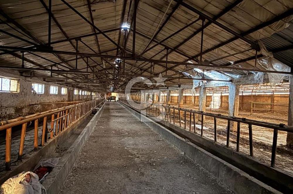 Üretime Hazır! 5 Dönüm Çiftlik – Tavuk & Büyükbaş Hayvan Tesisi