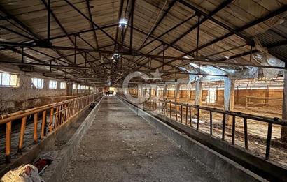 Üretime Hazır! 5 Dönüm Çiftlik – Tavuk & Büyükbaş Hayvan Tesisi