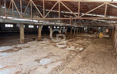 Üretime Hazır! 5 Dönüm Çiftlik – Tavuk & Büyükbaş Hayvan Tesisi