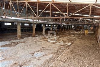 Üretime Hazır! 5 Dönüm Çiftlik – Tavuk & Büyükbaş Hayvan Tesisi - 2 - 327314