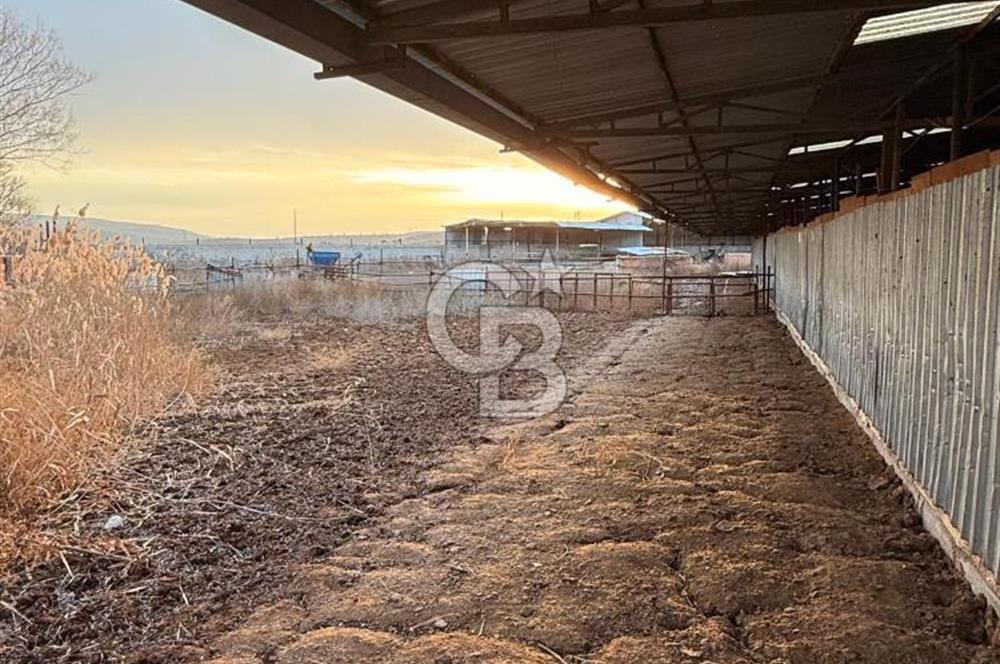 Üretime Hazır! 5 Dönüm Çiftlik – Tavuk & Büyükbaş Hayvan Tesisi