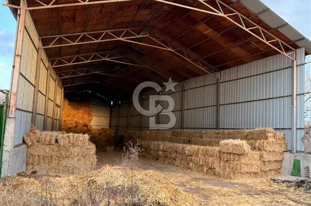 Üretime Hazır! 5 Dönüm Çiftlik – Tavuk & Büyükbaş Hayvan Tesisi