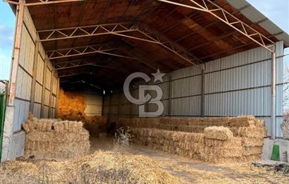 Üretime Hazır! 5 Dönüm Çiftlik – Tavuk & Büyükbaş Hayvan Tesisi