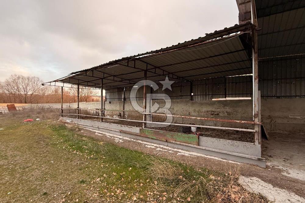 Üretime Hazır! 5 Dönüm Çiftlik – Tavuk & Büyükbaş Hayvan Tesisi