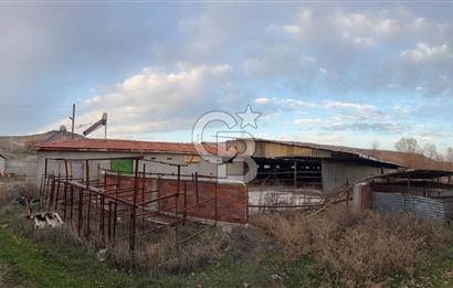 Üretime Hazır! 5 Dönüm Çiftlik – Tavuk & Büyükbaş Hayvan Tesisi