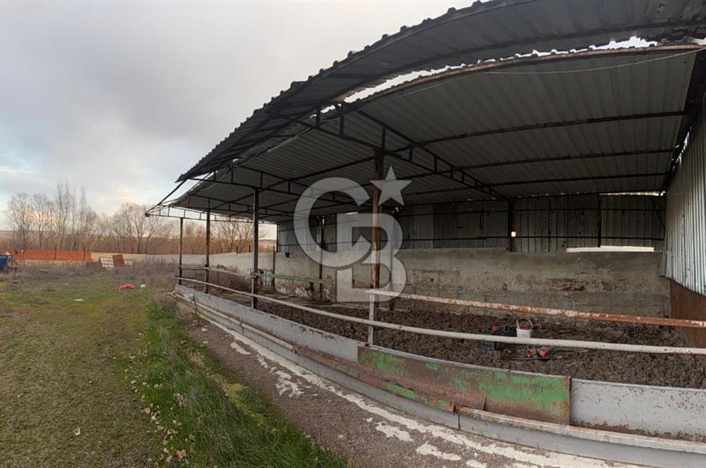 Üretime Hazır! 5 Dönüm Çiftlik – Tavuk & Büyükbaş Hayvan Tesisi