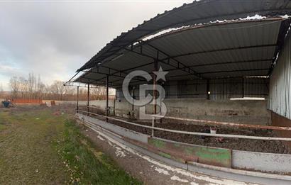 Üretime Hazır! 5 Dönüm Çiftlik – Tavuk & Büyükbaş Hayvan Tesisi