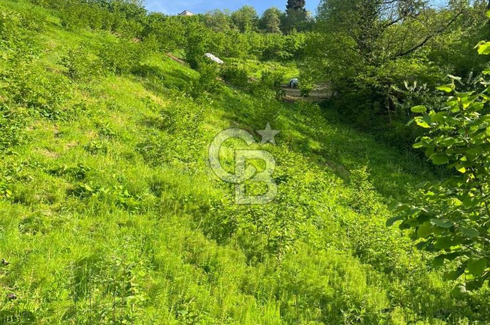 TRABZON UĞURLU'DA YOLA CEPHESİ OLAN YATIRIMLIK SATILIK ARAZİ