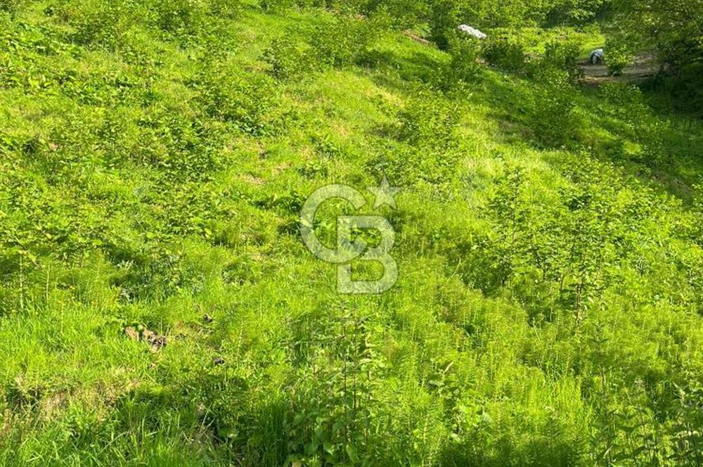 TRABZON UĞURLU'DA YOLA CEPHESİ OLAN YATIRIMLIK SATILIK ARAZİ