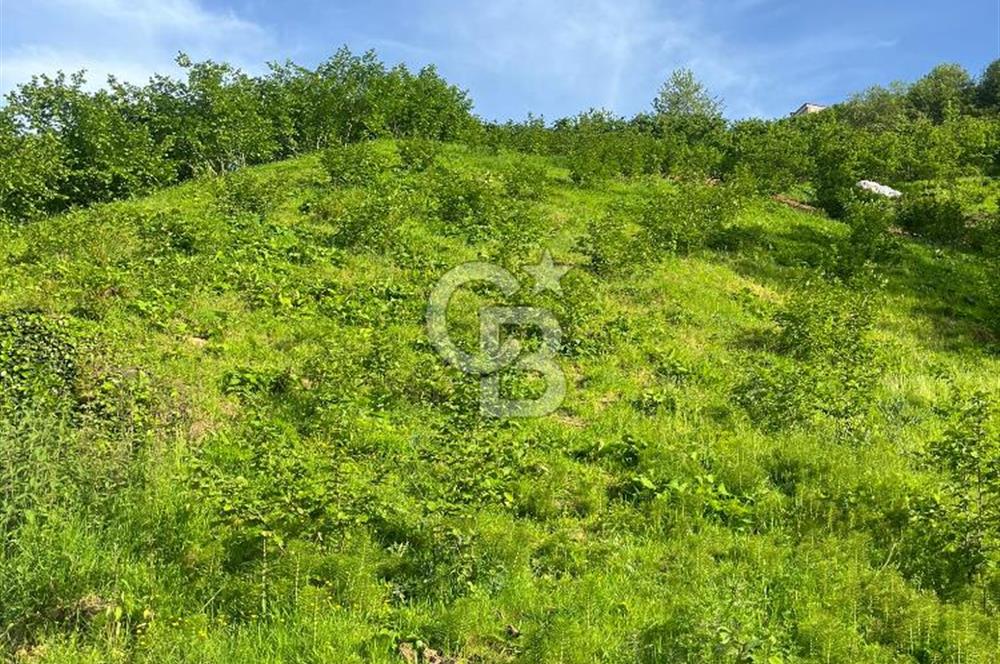 TRABZON UĞURLU'DA YOLA CEPHESİ OLAN YATIRIMLIK SATILIK ARAZİ