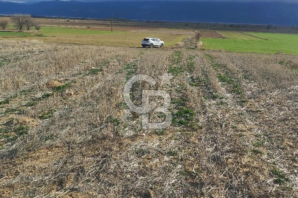 Afyon-Dazkırı Engerek Mevkinde Yola Yakın 6.603 m² Satılık Tarla