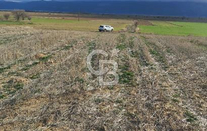 Afyon-Dazkırı Engerek Mevkinde Yola Yakın 6.603 m² Satılık Tarla