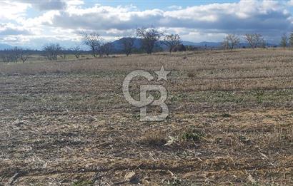 Afyon-Dazkırı Engerek Mevkinde Yola Yakın 6.603 m² Satılık Tarla