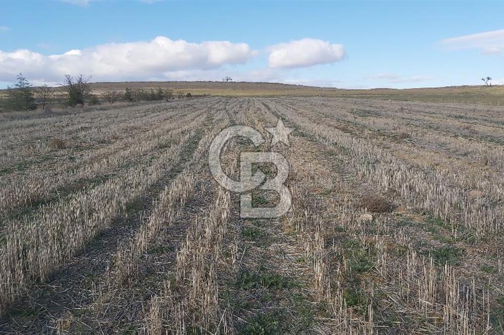 Afyon-Dazkırı Engerek Mevkinde Yola Yakın 6.603 m² Satılık Tarla