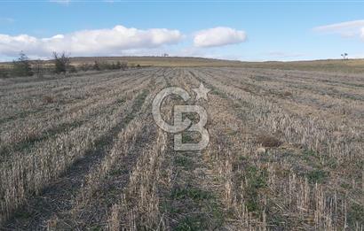 Afyon-Dazkırı Engerek Mevkinde Yola Yakın 6.603 m² Satılık Tarla