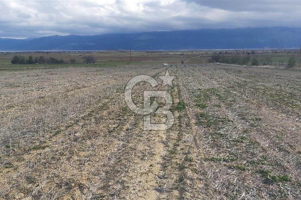 Afyon-Dazkırı Engerek Mevkinde Yola Yakın 6.603 m² Satılık Tarla