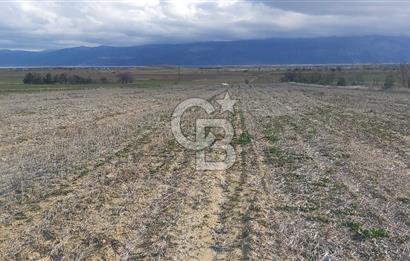 Afyon-Dazkırı Engerek Mevkinde Yola Yakın 6.603 m² Satılık Tarla