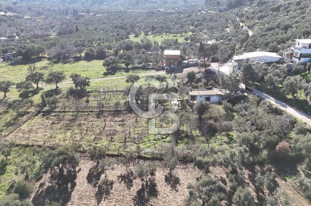 Kemalpaşa Armutlu'da 1745 m2 Satılık Bağ 