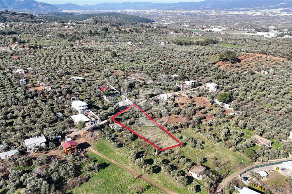 Kemalpaşa Armutlu'da 1745 m2 Satılık Bağ 