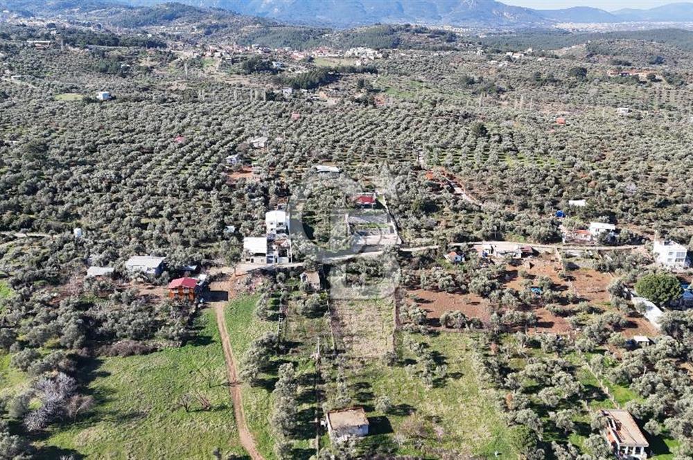 Kemalpaşa Armutlu'da 1745 m2 Satılık Bağ 