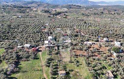 Kemalpaşa Armutlu'da 1745 m2 Satılık Bağ 