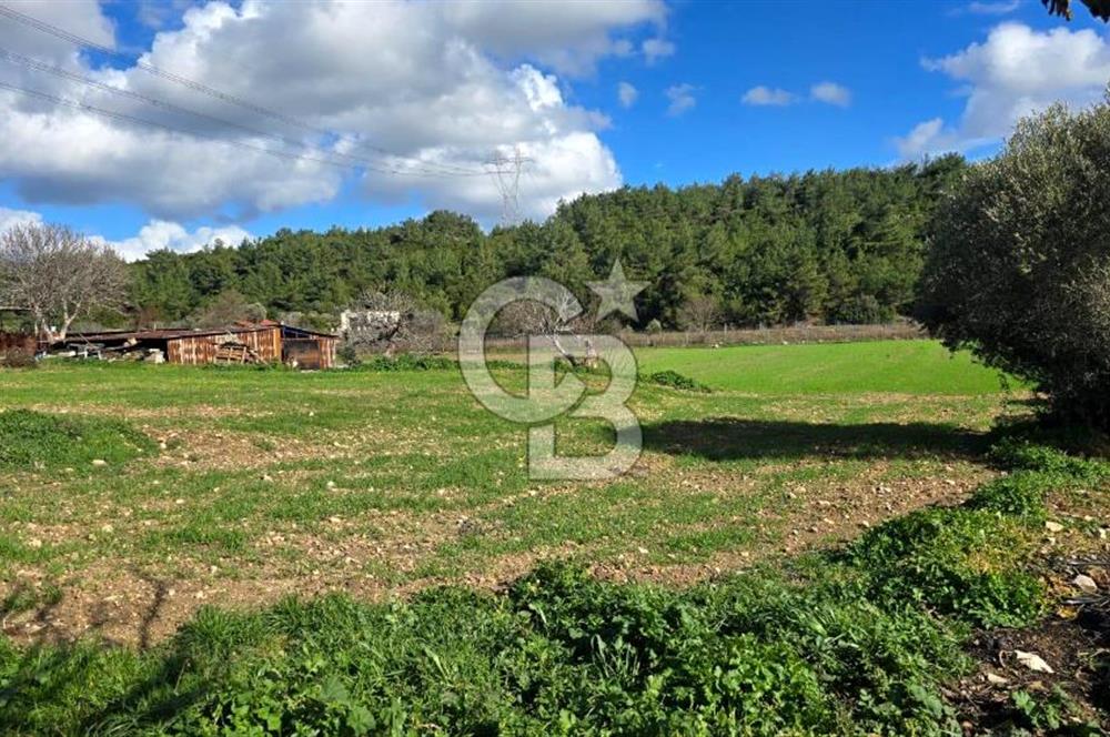 Urla Kuşçular'da Satılık 16.907,37 m2 Arazi