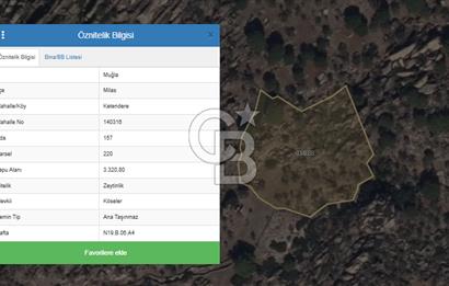MUĞLA MİLAS KETENDERE'DE KÖYE YAKIN ZEYTİNLİK