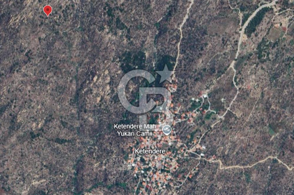 MUĞLA MİLAS KETENDERE'DE KÖYE YAKIN ZEYTİNLİK