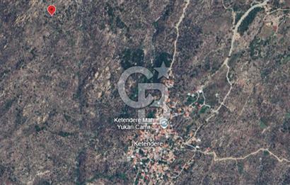 MUĞLA MİLAS KETENDERE'DE KÖYE YAKIN ZEYTİNLİK