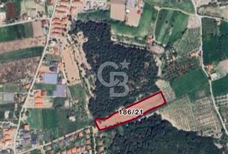 URLA KUŞÇULAR’DA PRESTİJLİ YATIRIM FIRSATI - 2 - 327418