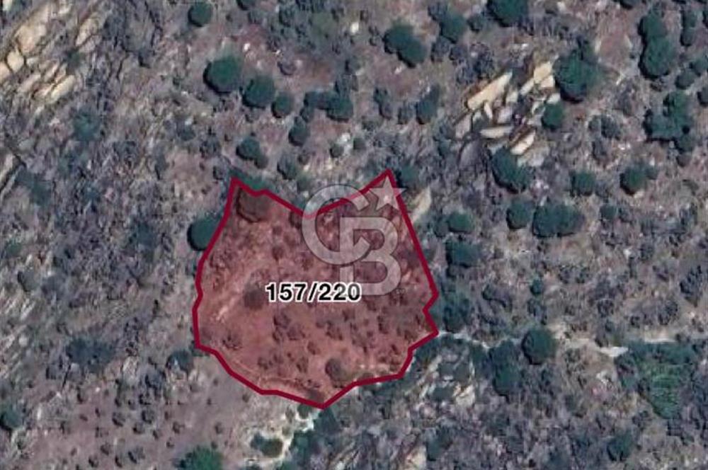 MUĞLA MİLAS KETENDERE'DE KÖYE YAKIN ZEYTİNLİK