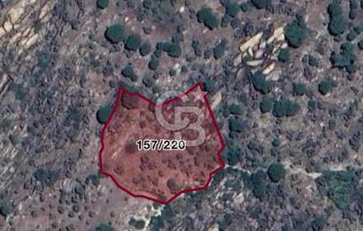 MUĞLA MİLAS KETENDERE'DE KÖYE YAKIN ZEYTİNLİK