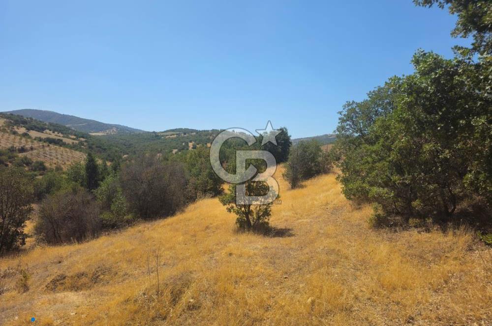 Manisa Kula'da Satılık Yola Sıfır Cepheli 11.500 M2 Tarla