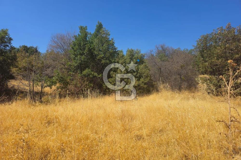 Manisa Kula'da Satılık Yola Sıfır Cepheli 11.500 M2 Tarla