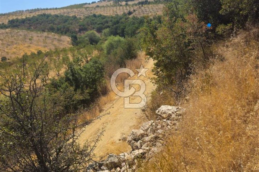 Manisa Kula'da Satılık Yola Sıfır Cepheli 11.500 M2 Tarla