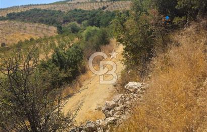 Manisa Kula'da Satılık Yola Sıfır Cepheli 11.500 M2 Tarla