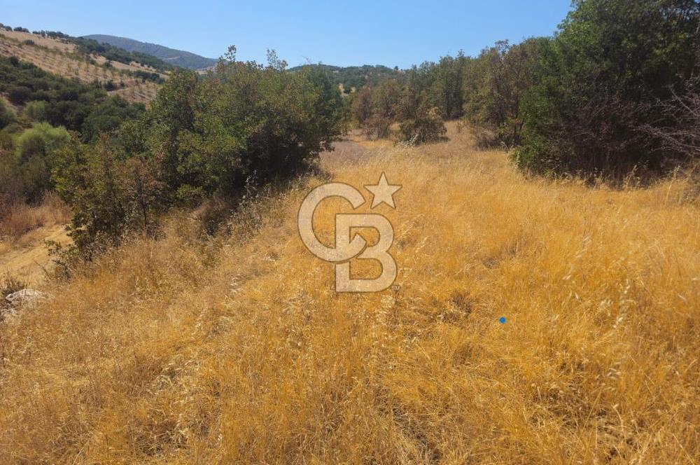 Manisa Kula'da Satılık Yola Sıfır Cepheli 11.500 M2 Tarla