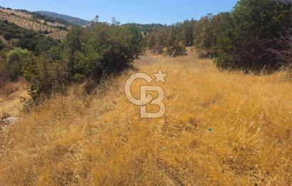 Manisa Kula'da Satılık Yola Sıfır Cepheli 11.500 M2 Tarla