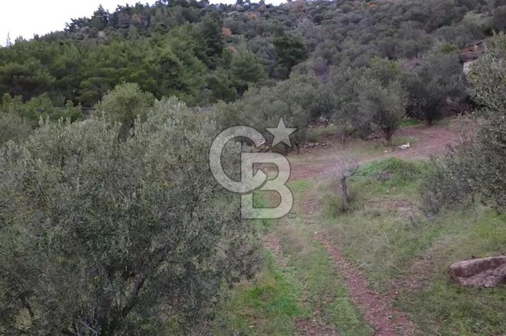 Kuzey Egenin Cenneti Sazlı Köyünde Satılık Taş Ev