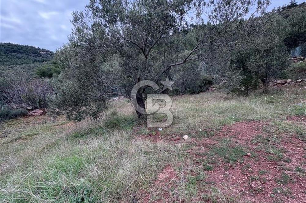 Kuzey Egenin Cenneti Sazlı Köyünde Satılık Taş Ev