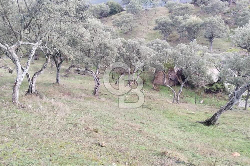 hisarardındaa Zeytinlik