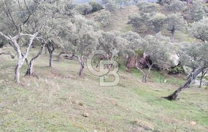 hisarardındaa Zeytinlik