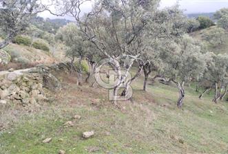 hisarardındaa Zeytinlik - 1 - 327571