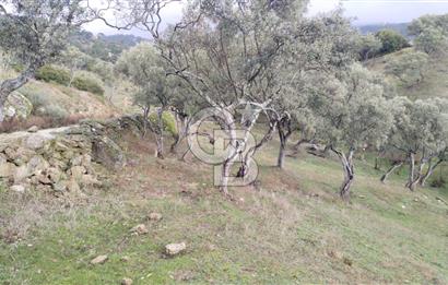 hisarardındaa Zeytinlik