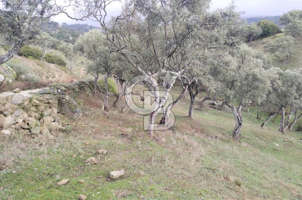 hisarardındaa Zeytinlik