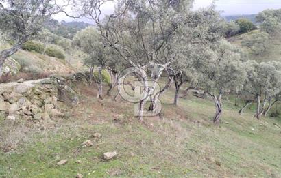 hisarardındaa Zeytinlik