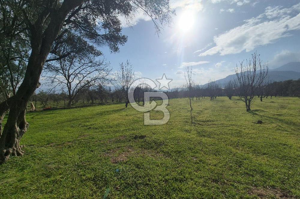 MUSELAND-KEMALPAŞA- MEHMET AKİF ERSOY- SATILIK KİRAZ BAHÇESİ