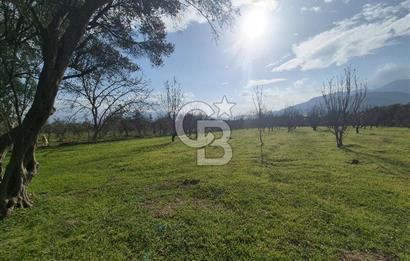 MUSELAND-KEMALPAŞA- MEHMET AKİF ERSOY- SATILIK KİRAZ BAHÇESİ