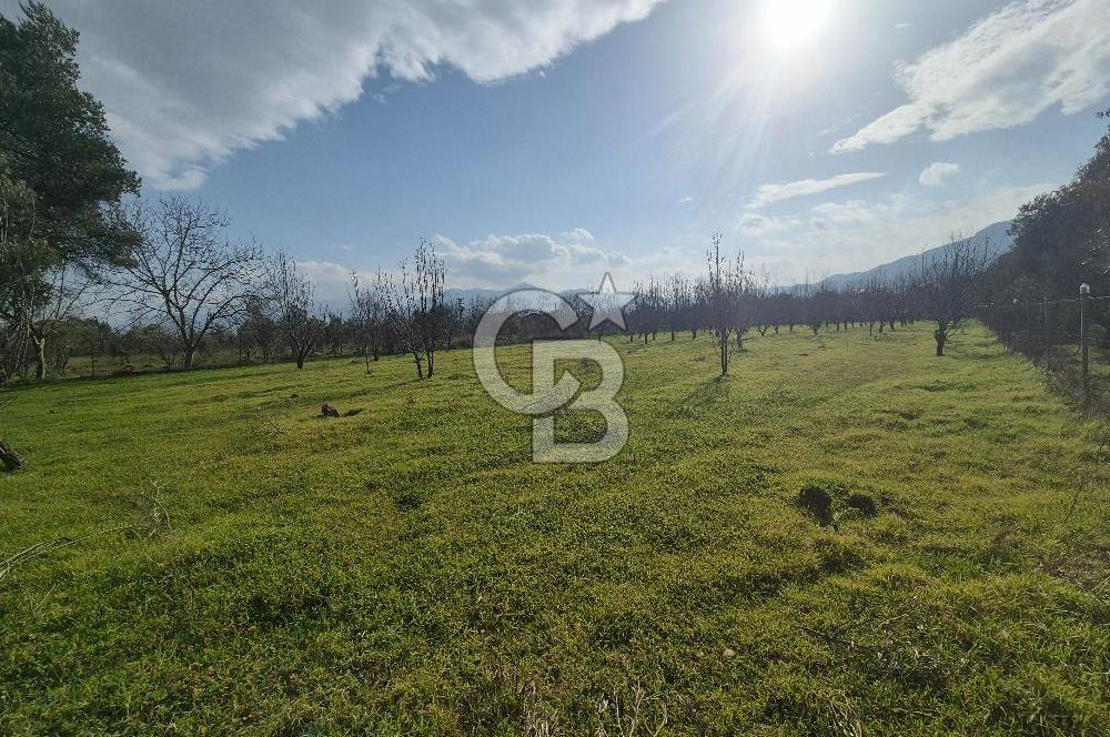 MUSELAND-KEMALPAŞA- MEHMET AKİF ERSOY- SATILIK KİRAZ BAHÇESİ