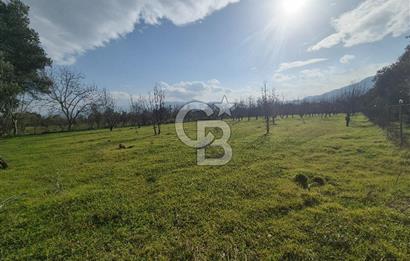 MUSELAND-KEMALPAŞA- MEHMET AKİF ERSOY- SATILIK KİRAZ BAHÇESİ